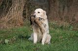 GOLDEN RETRIEVER 1015